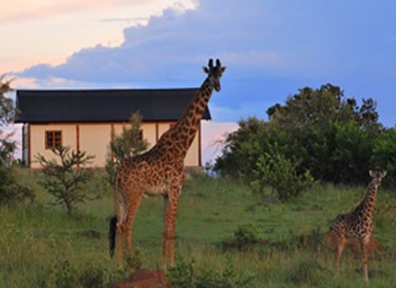 Graceful grazers around the rooms
